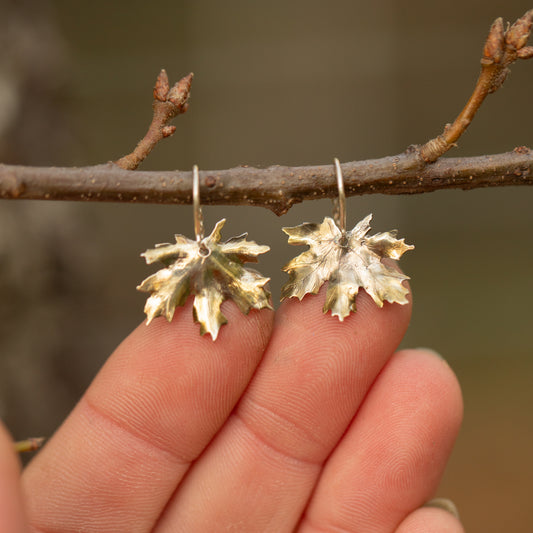 Silver maple leaf-shaped earrings with 24k gold accents held against a branch with a blurred natural background