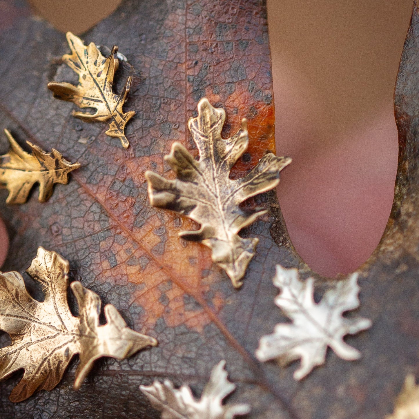 Brass oak leaf stud earring shown on a real oak leaf